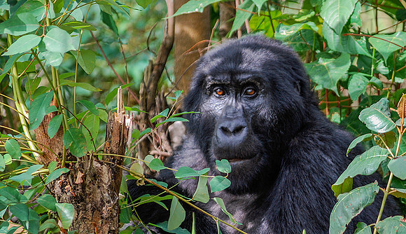 Mountain Gorilla