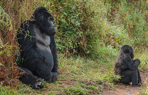 Silverback and Tot