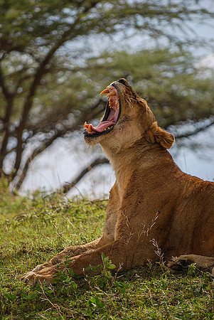 Yawning Lioness