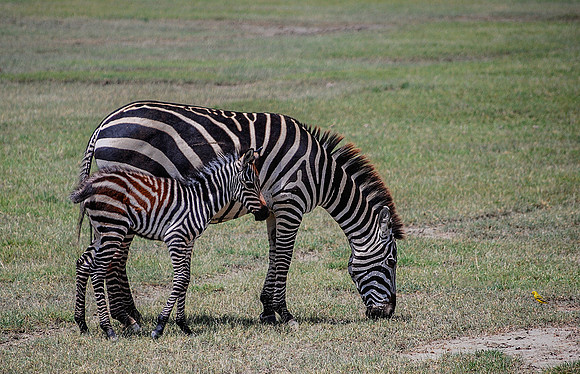 Zebra on the Plains