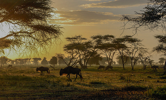 Wildebeest at Sunrise