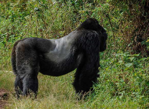 Silverback