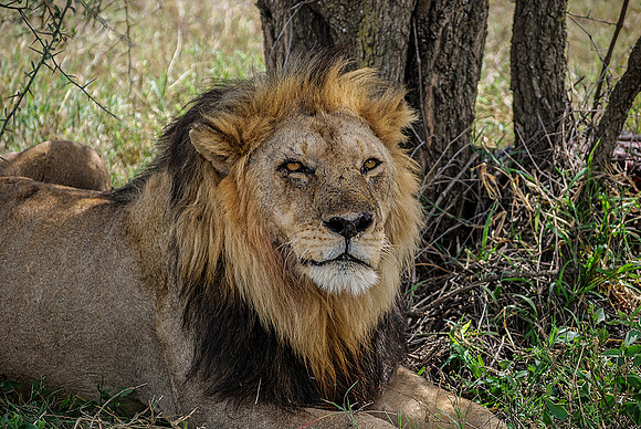 One Old Tired Lion