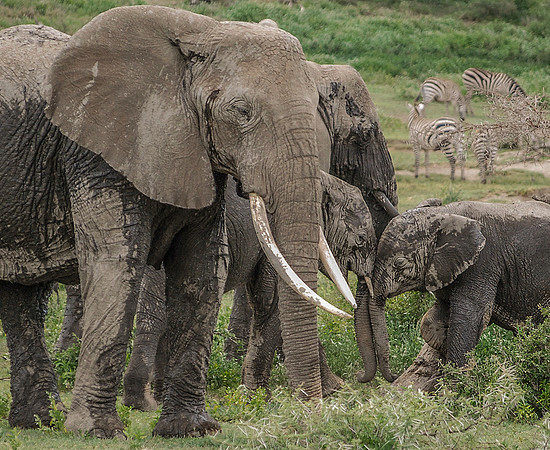 Family Mud Bath