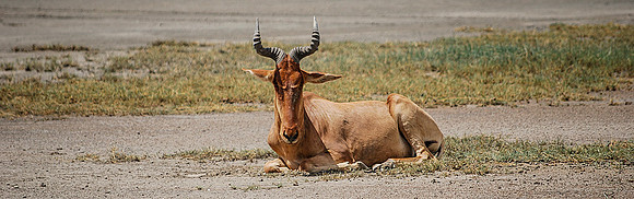 Hartebeest