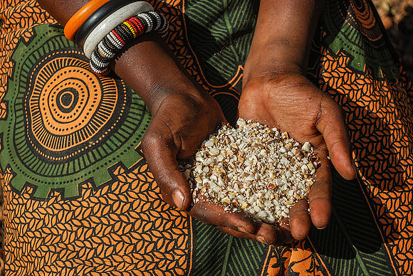 Marula Kernels