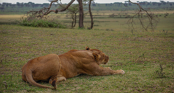 Big Stretch