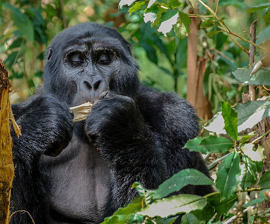 Gorilla Lunch
