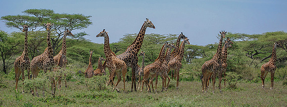 A Few Giraffes