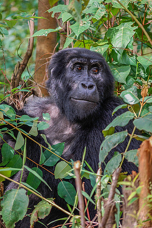 Silverback in Trees