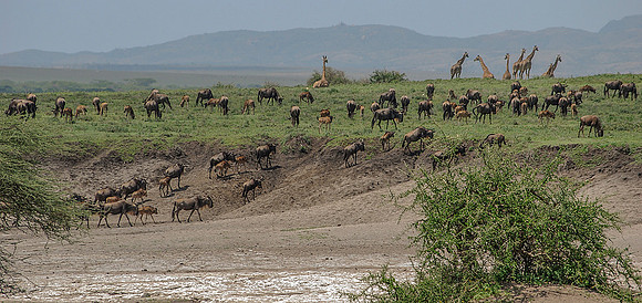 The March Migration