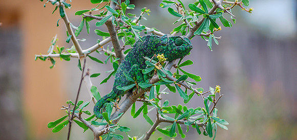 Ndutu Chameleon